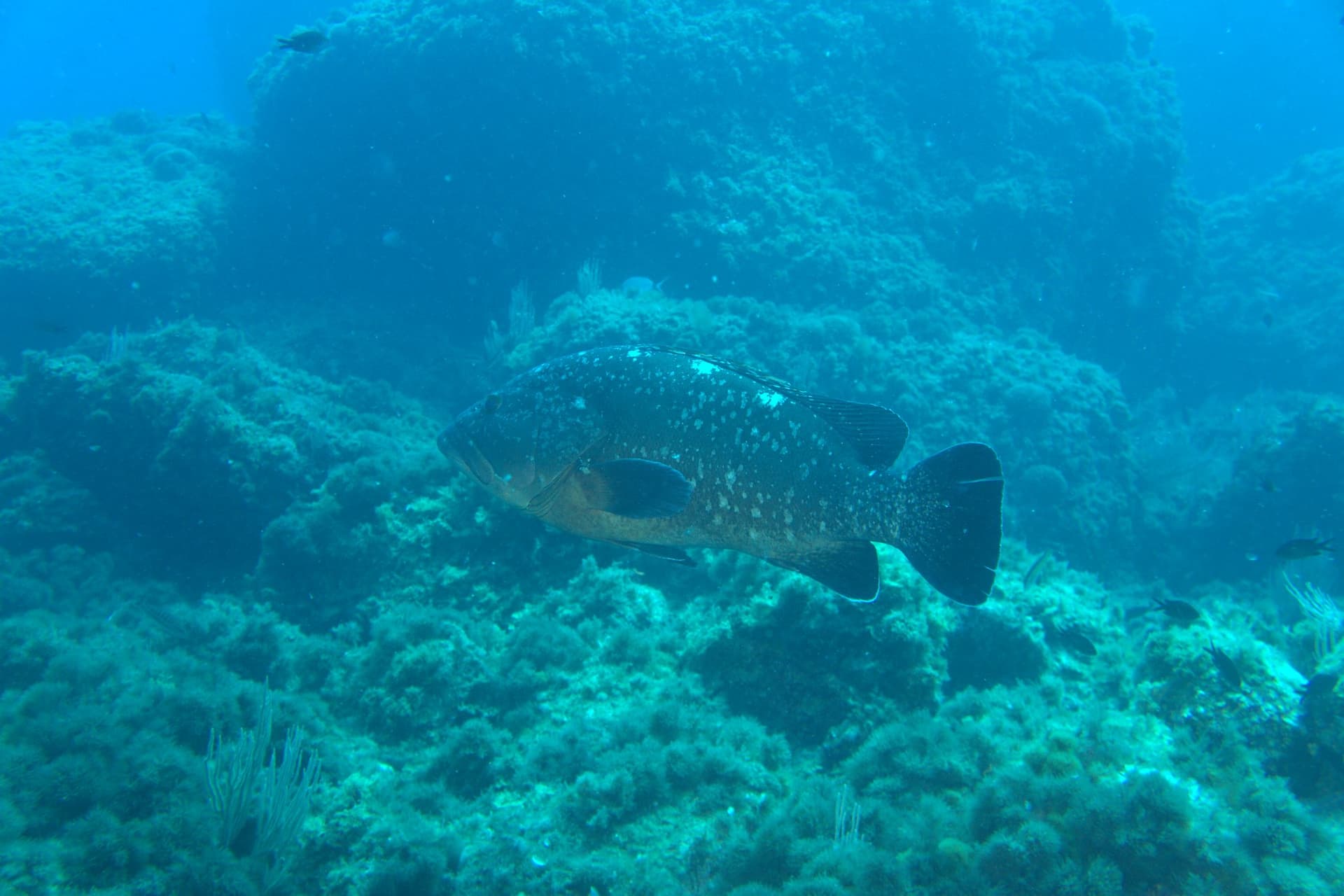 Dusky grouper