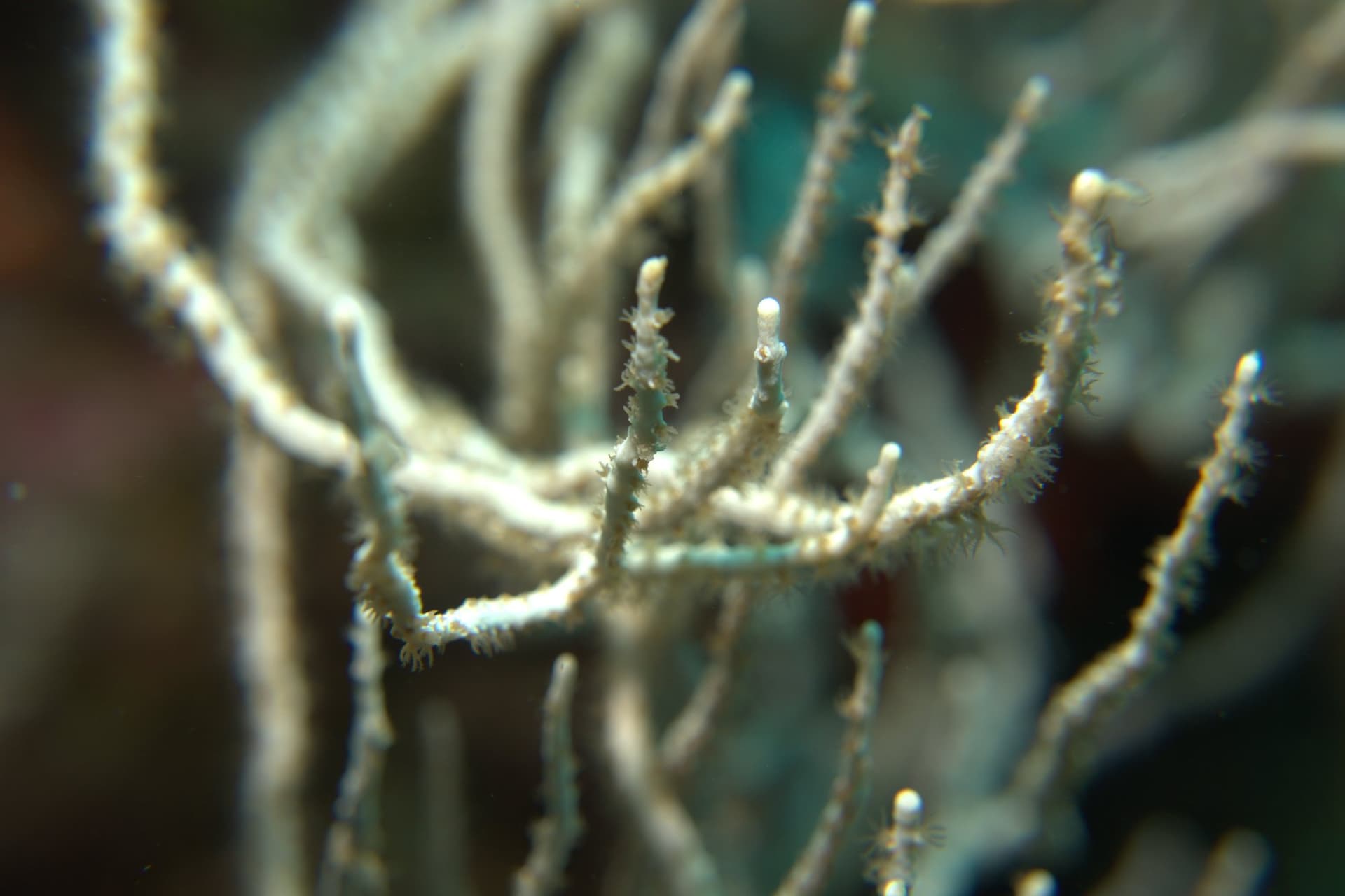 White gorgonian