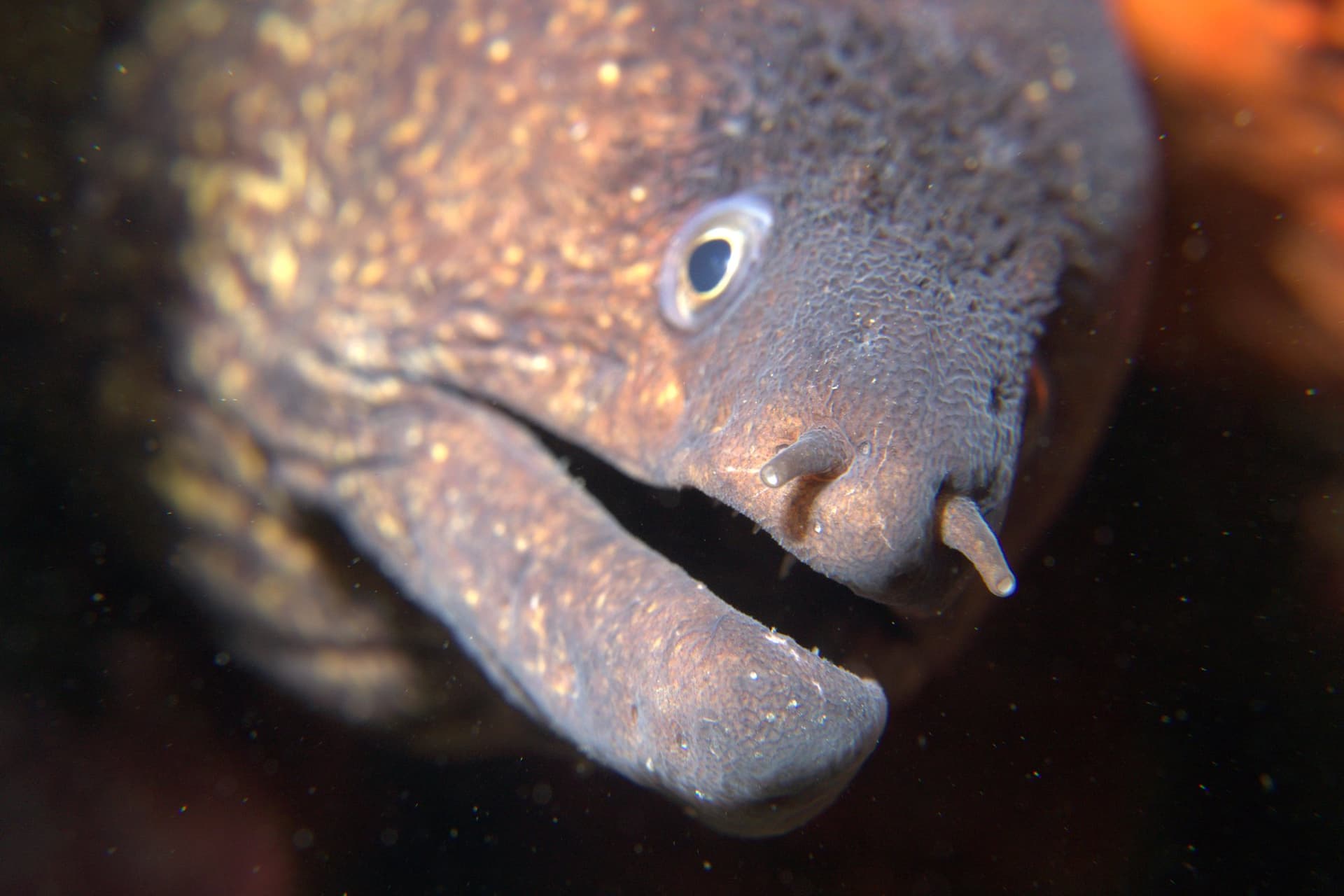 Mediterranean moray eel