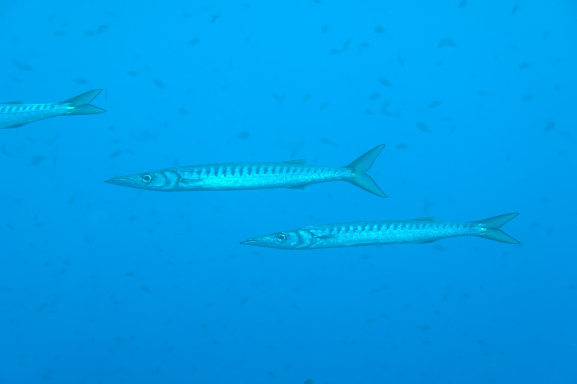 Barracuda