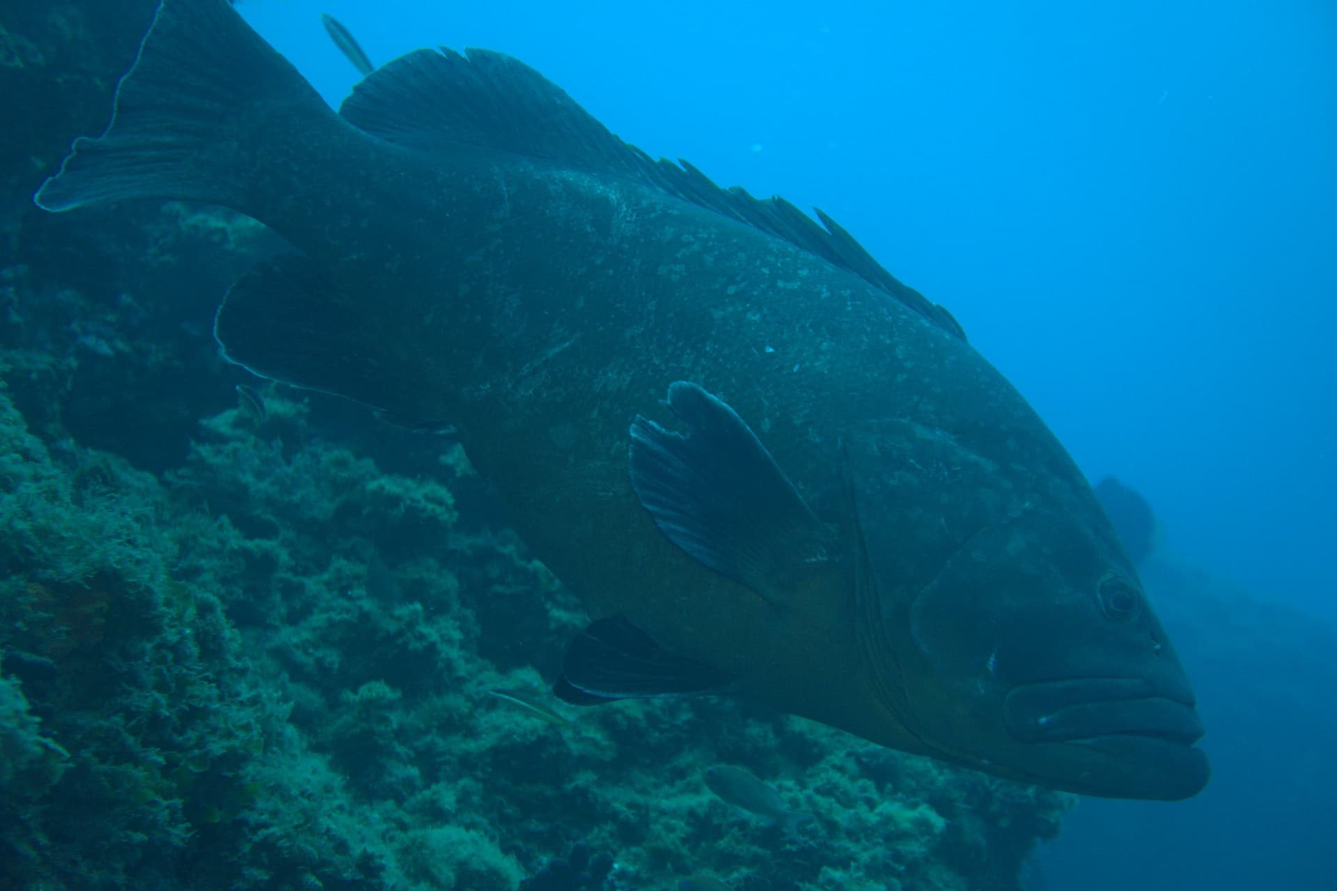 Dusky grouper