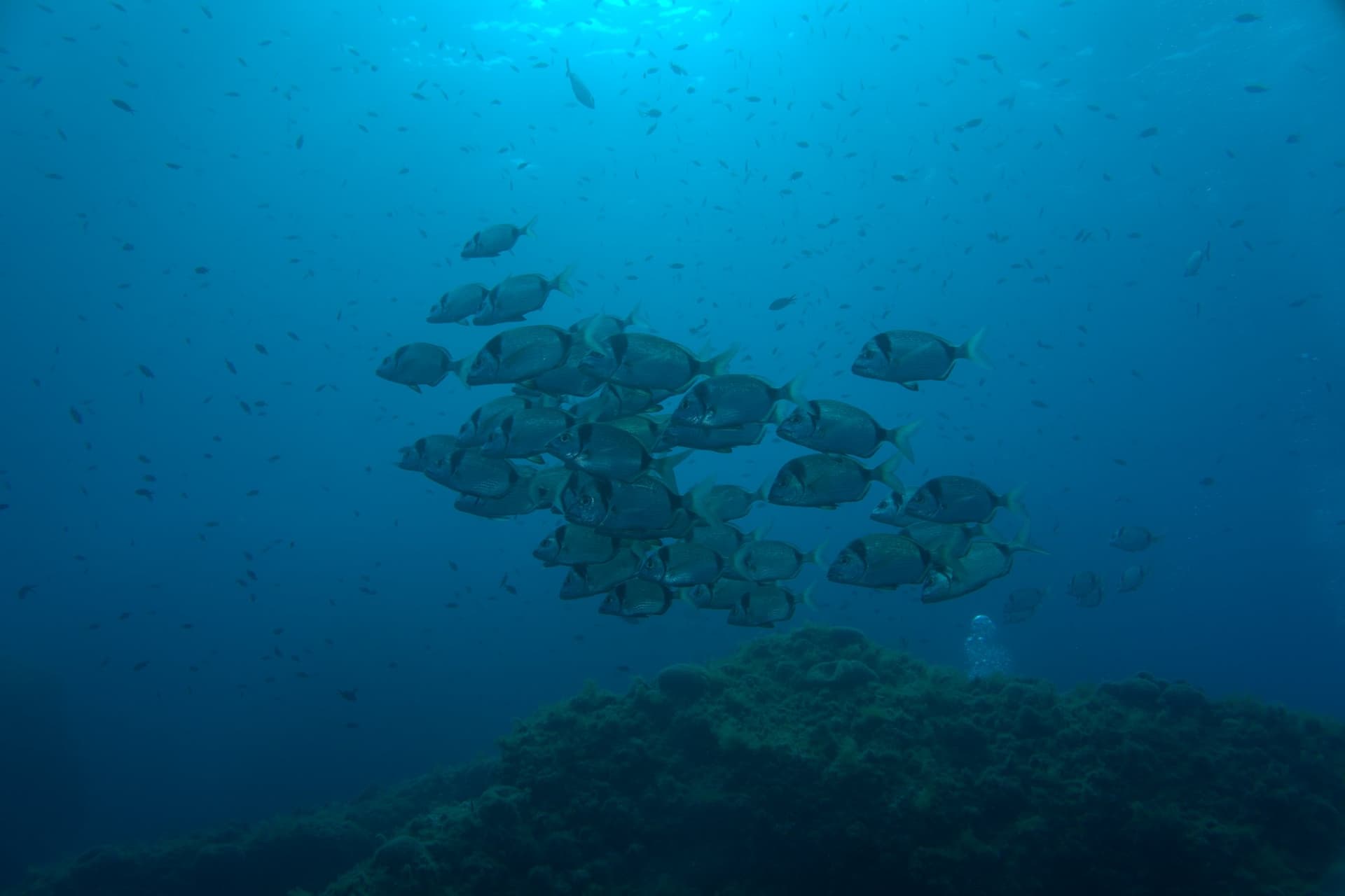 Two-banded bream