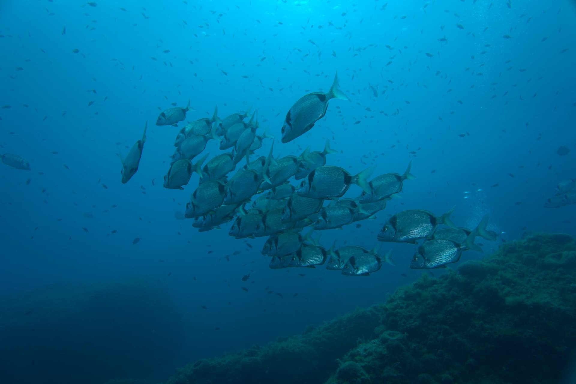Two-banded bream