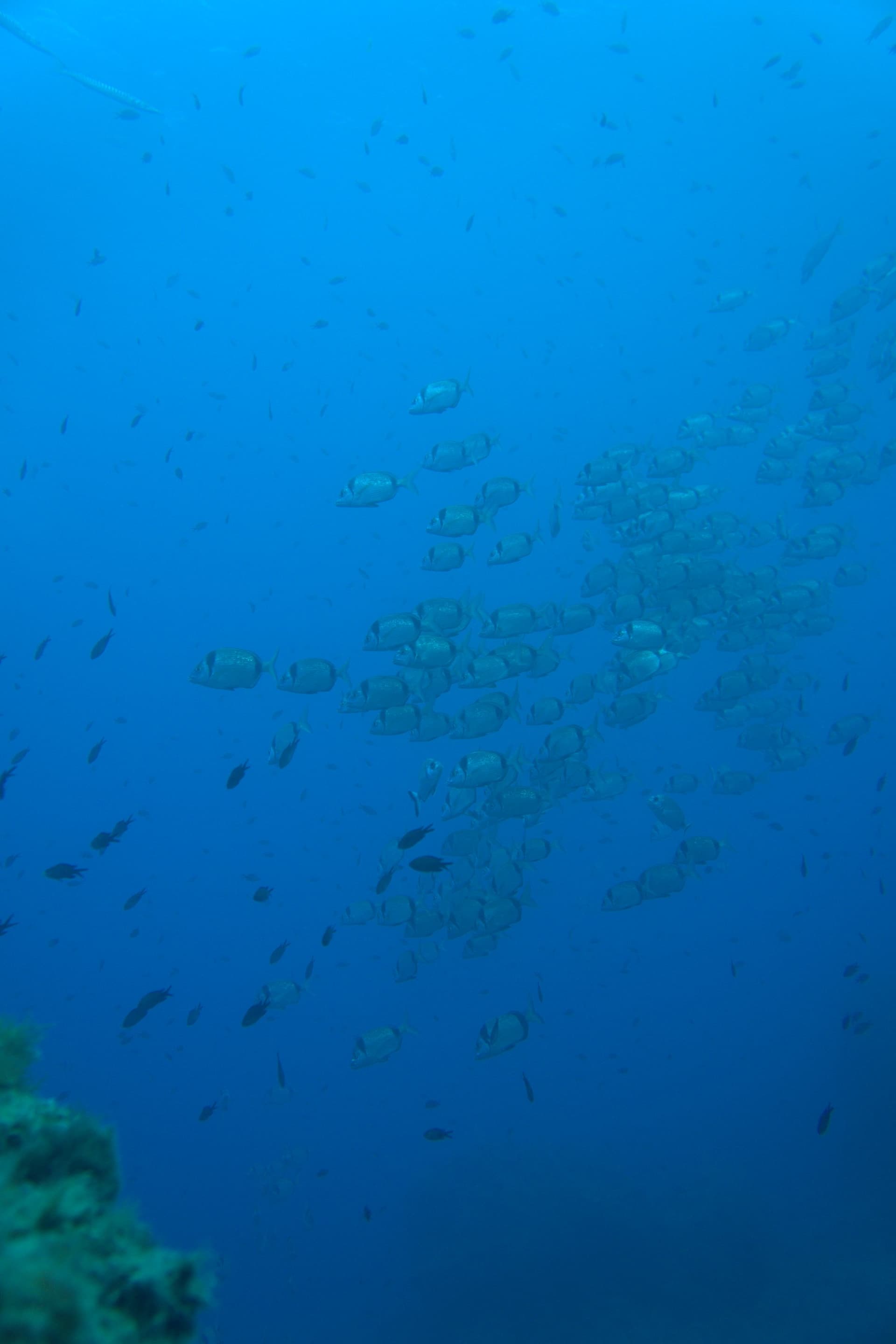 Two-banded bream