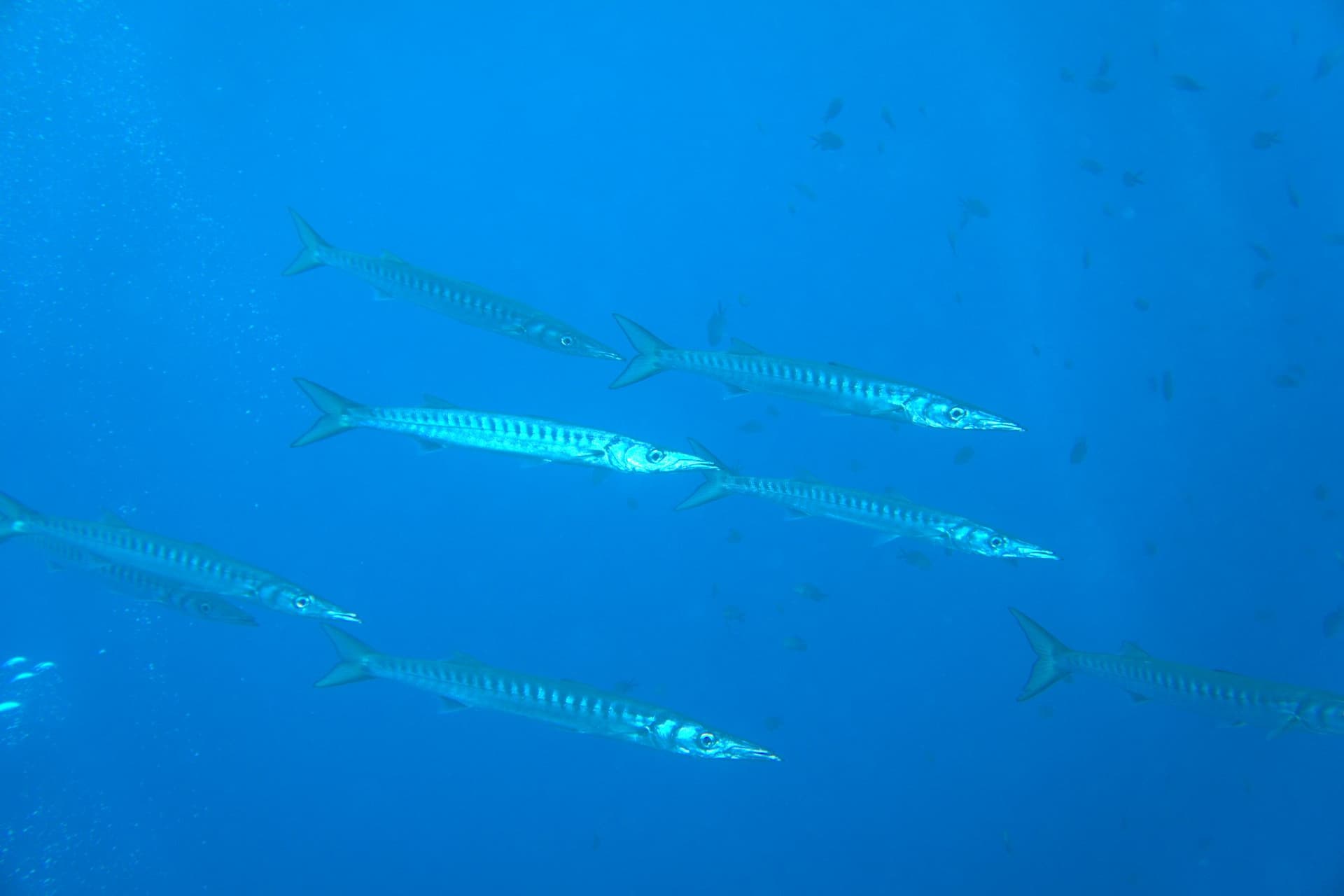Barracuda