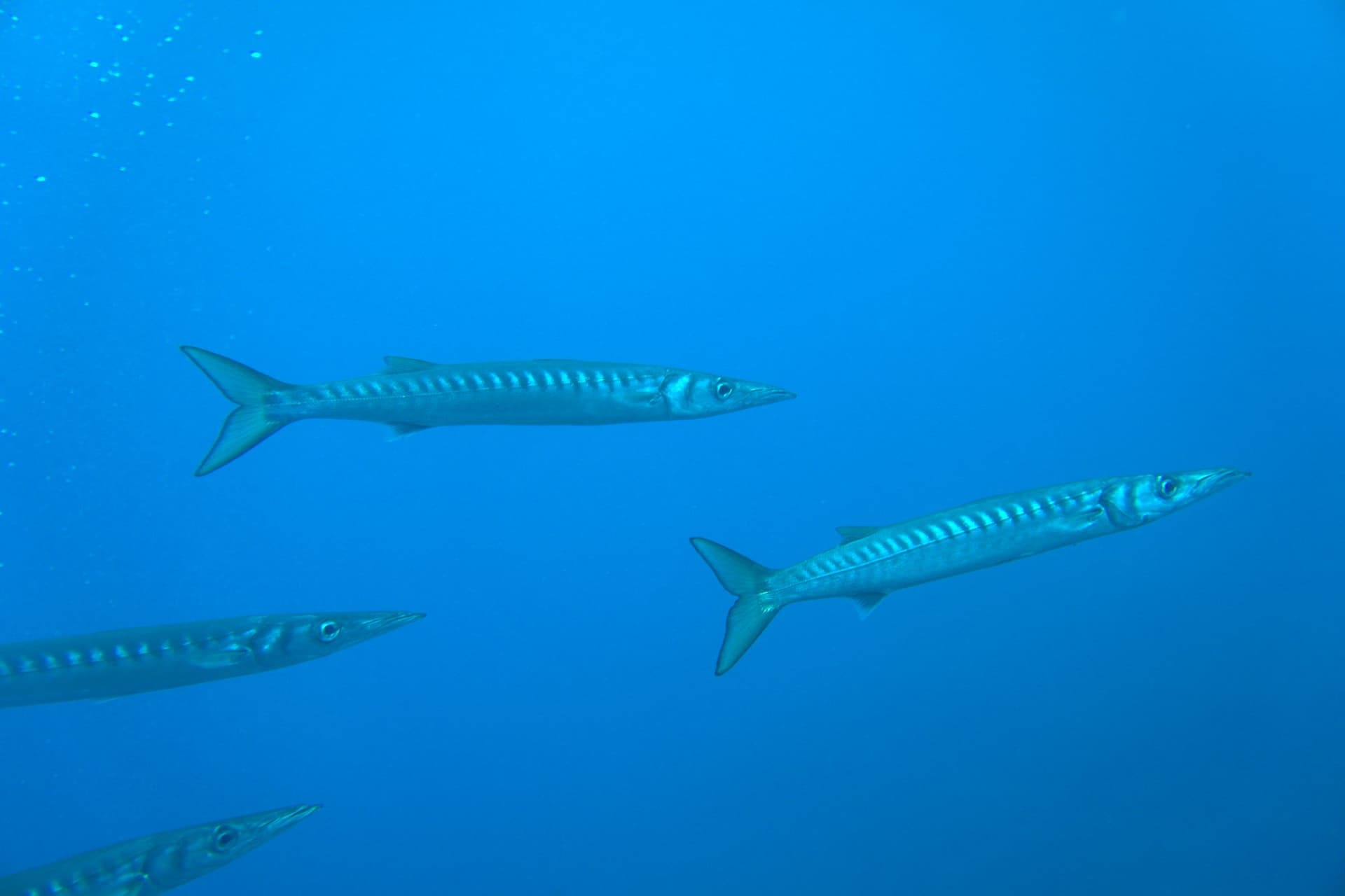 Barracuda