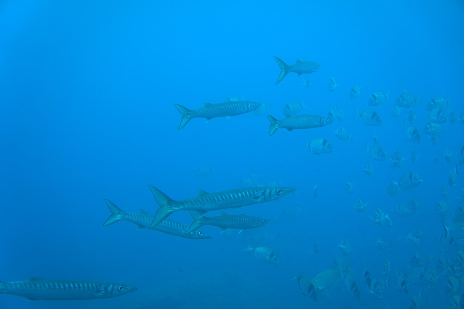 Barracuda