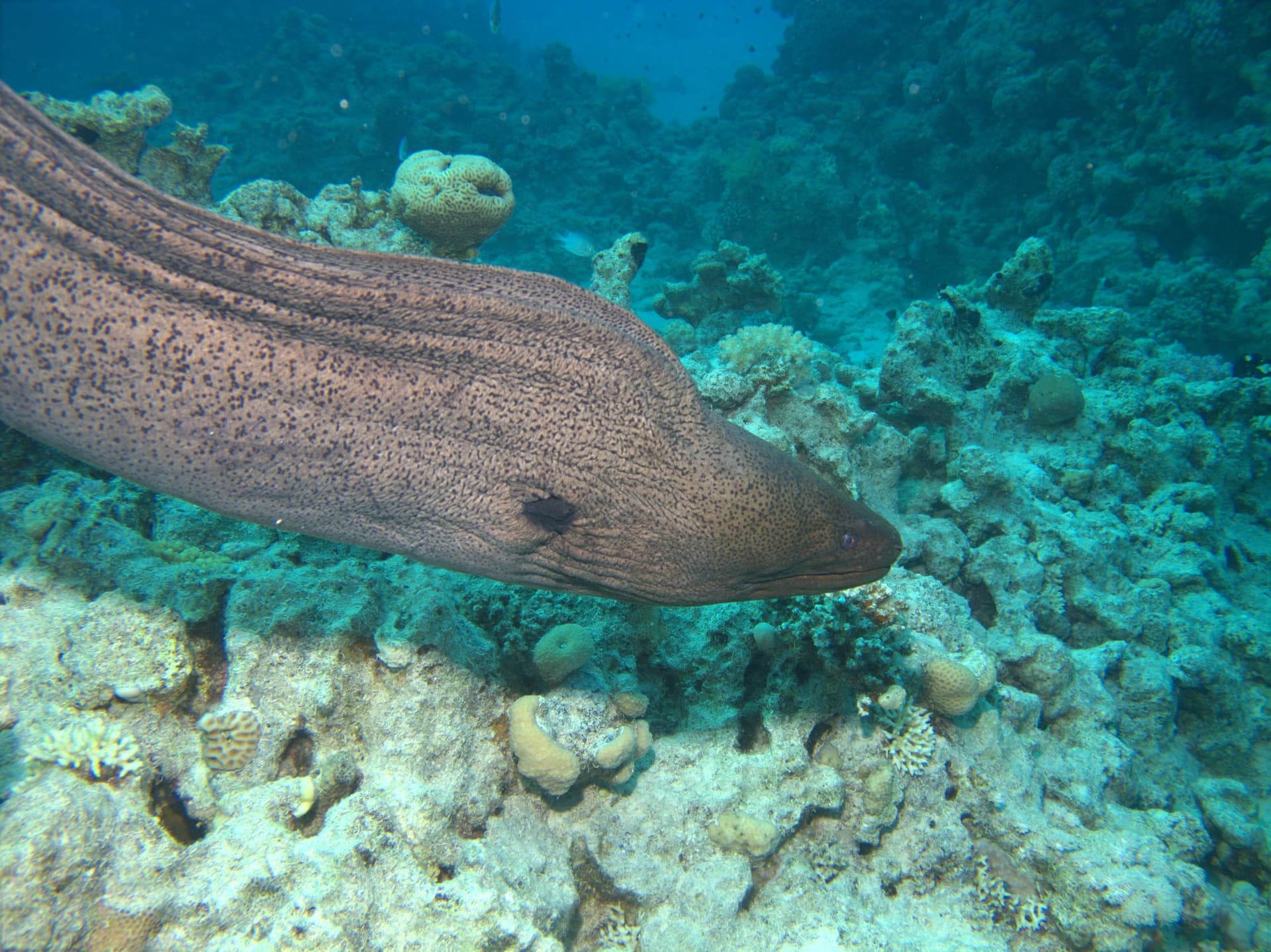 Giant moray