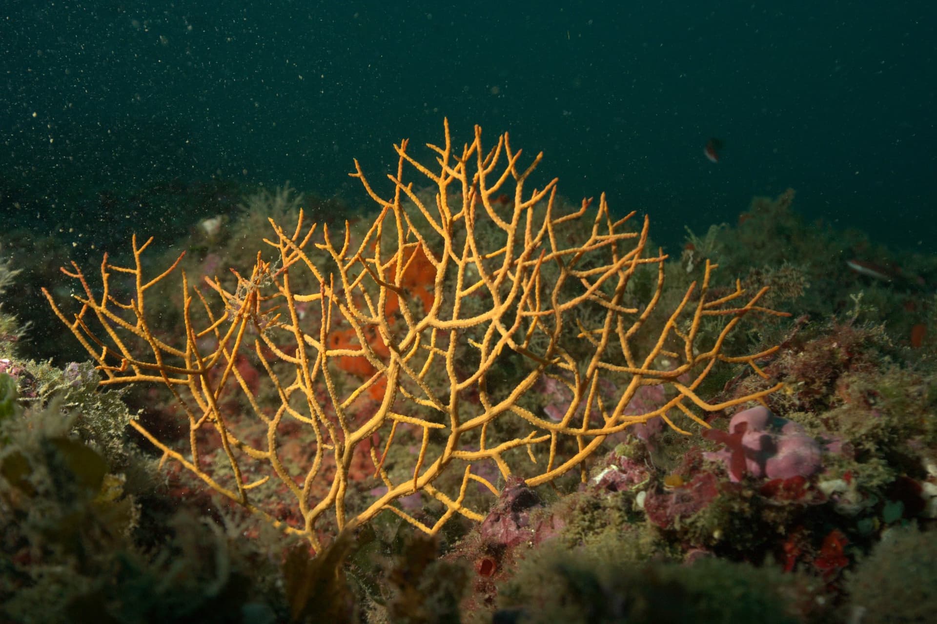 Orange gorgonian