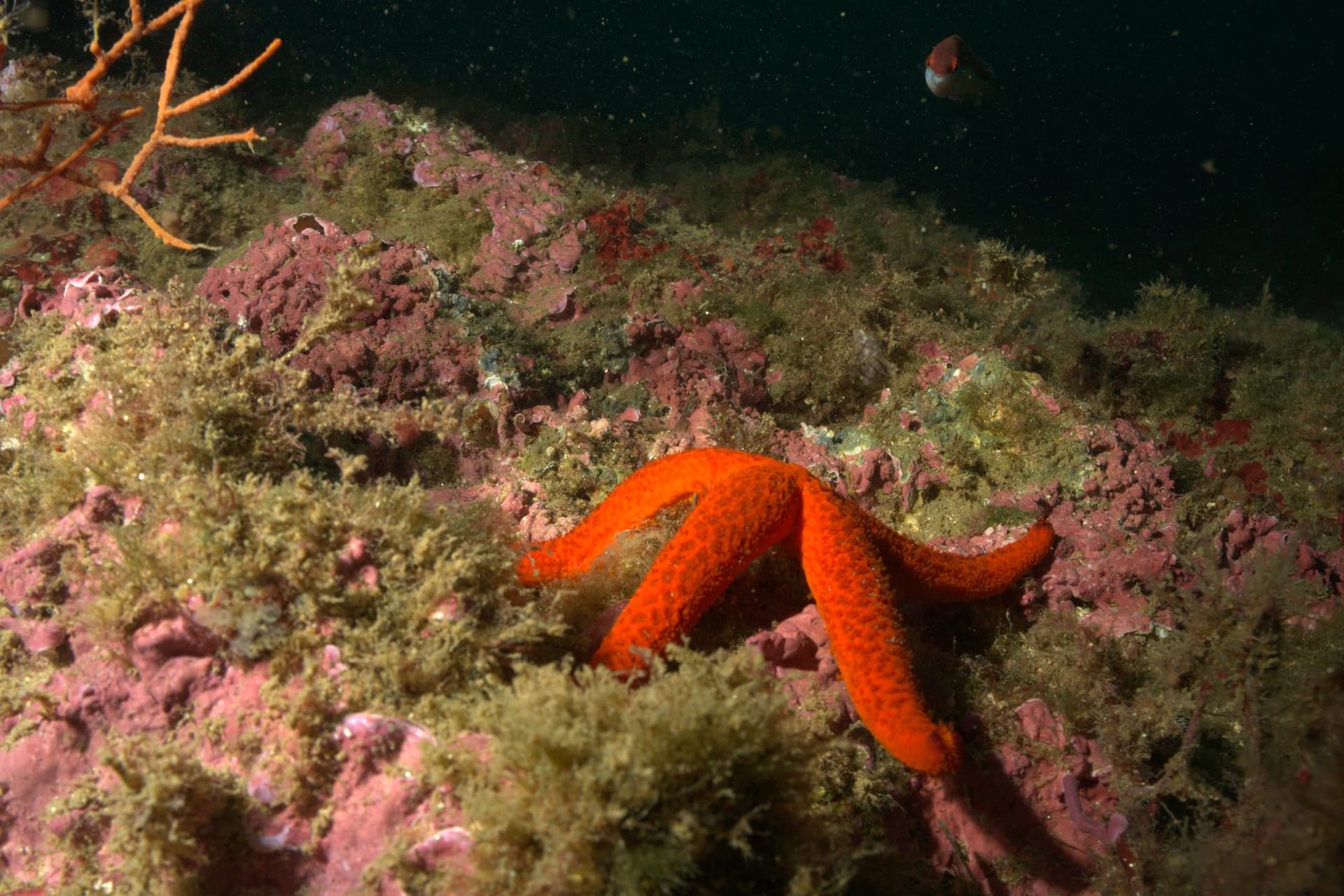 Red starfish