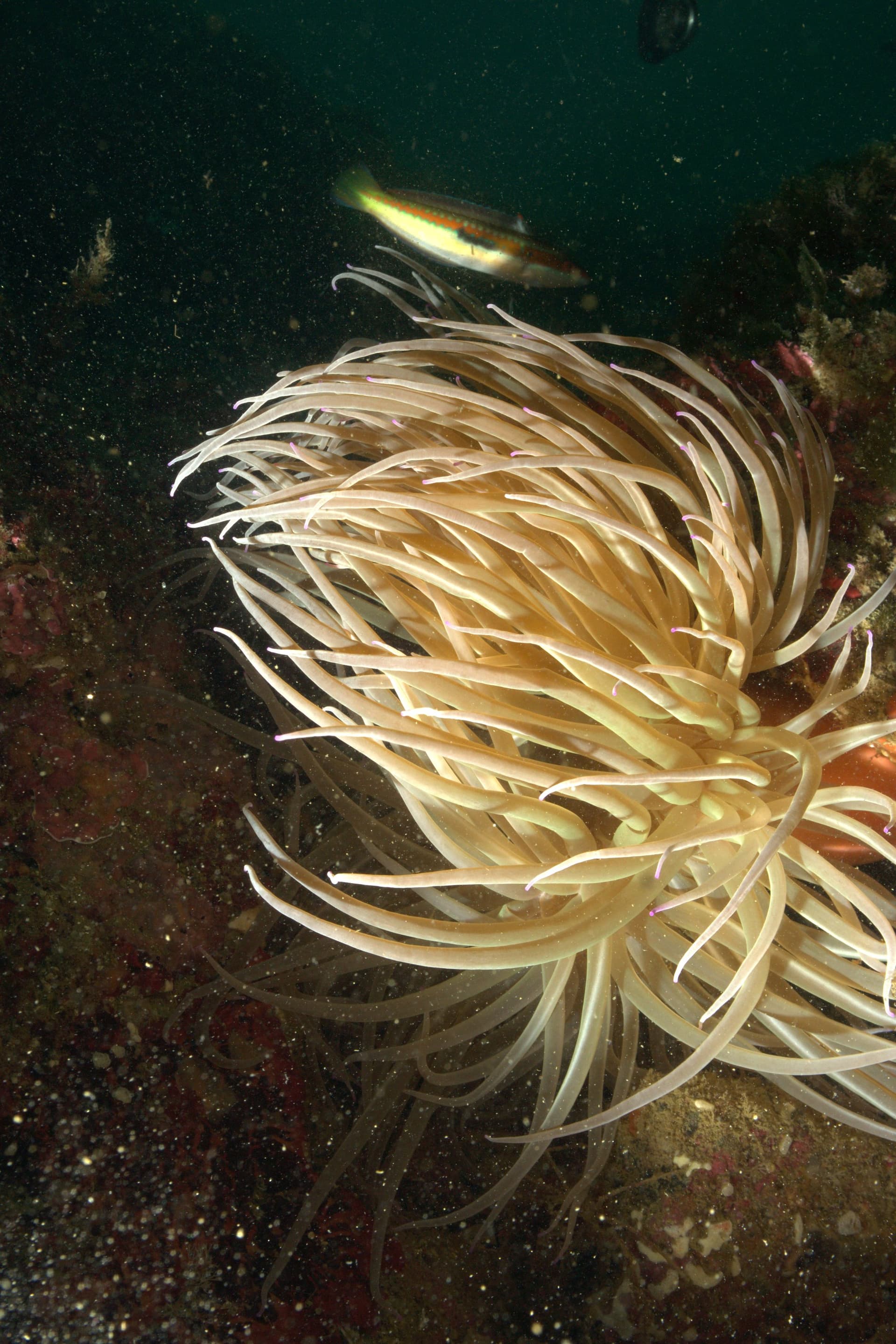 Snakelocks anemone