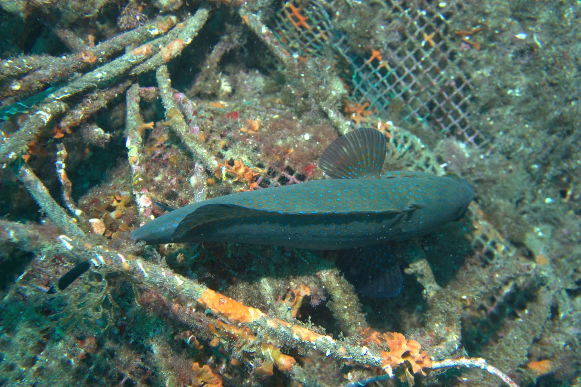 Brown wrasse