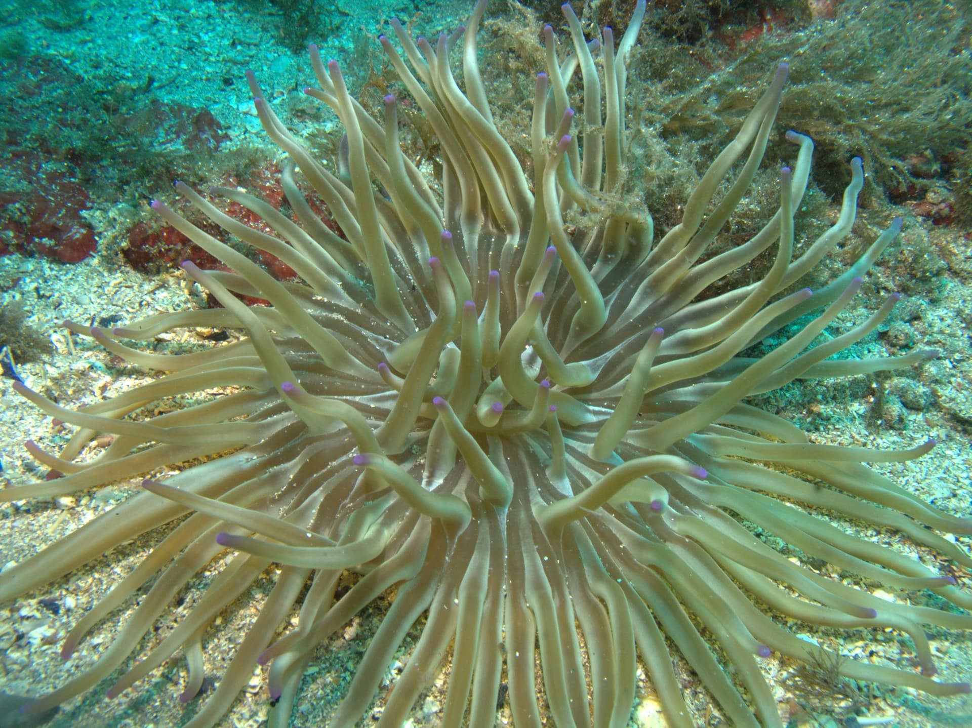 Snakelocks anemone