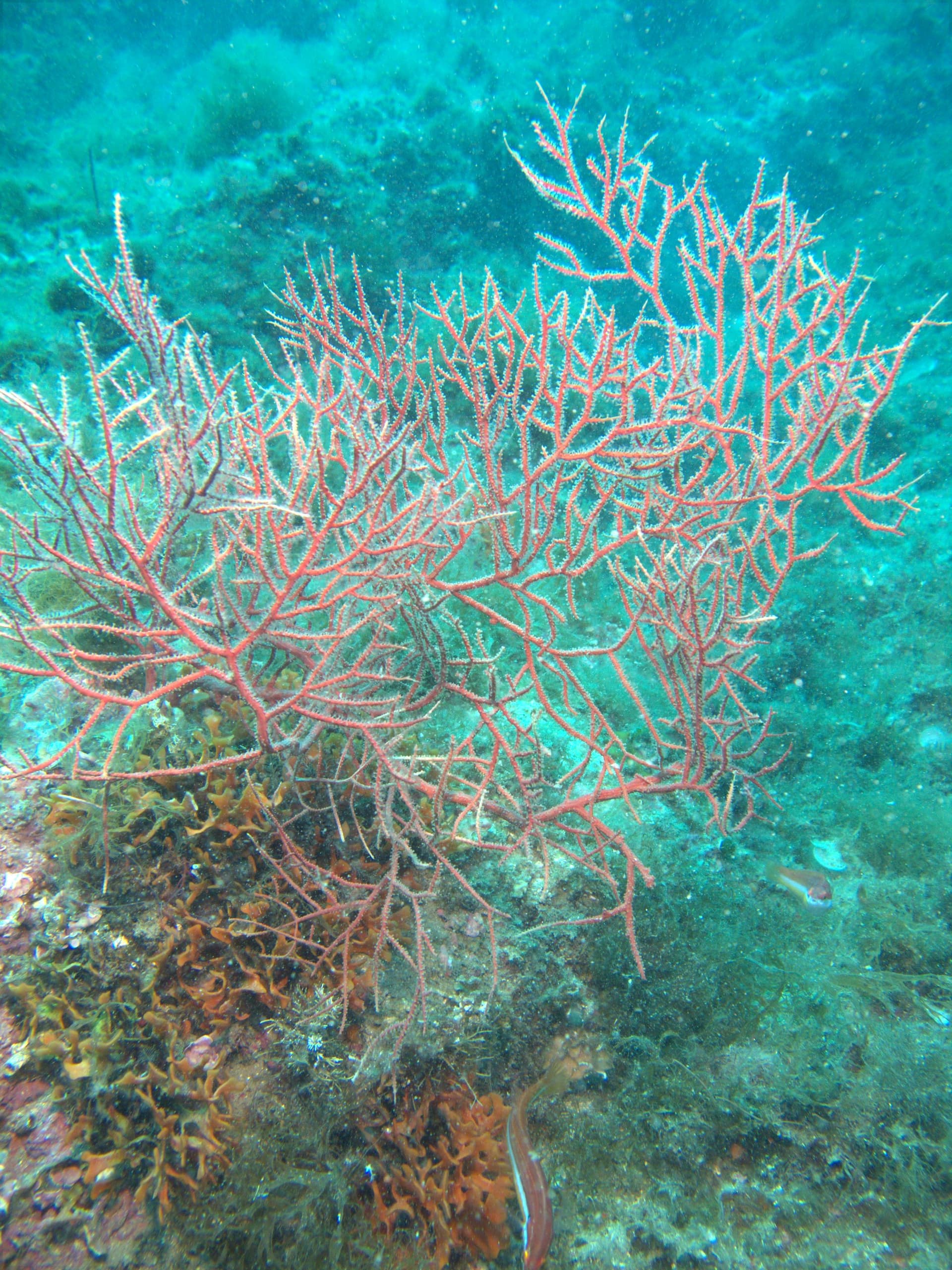 Orange gorgonian