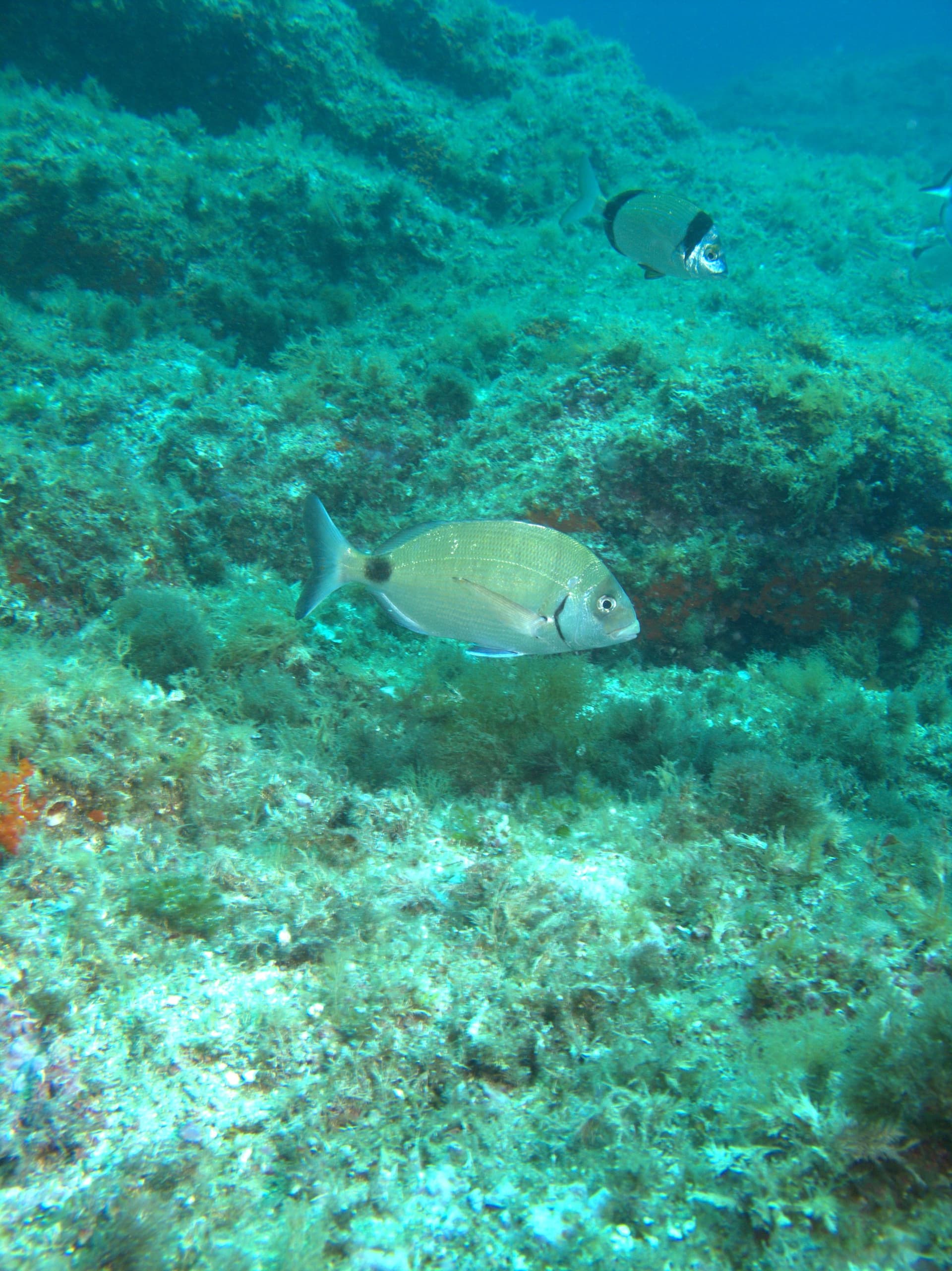 White seabream