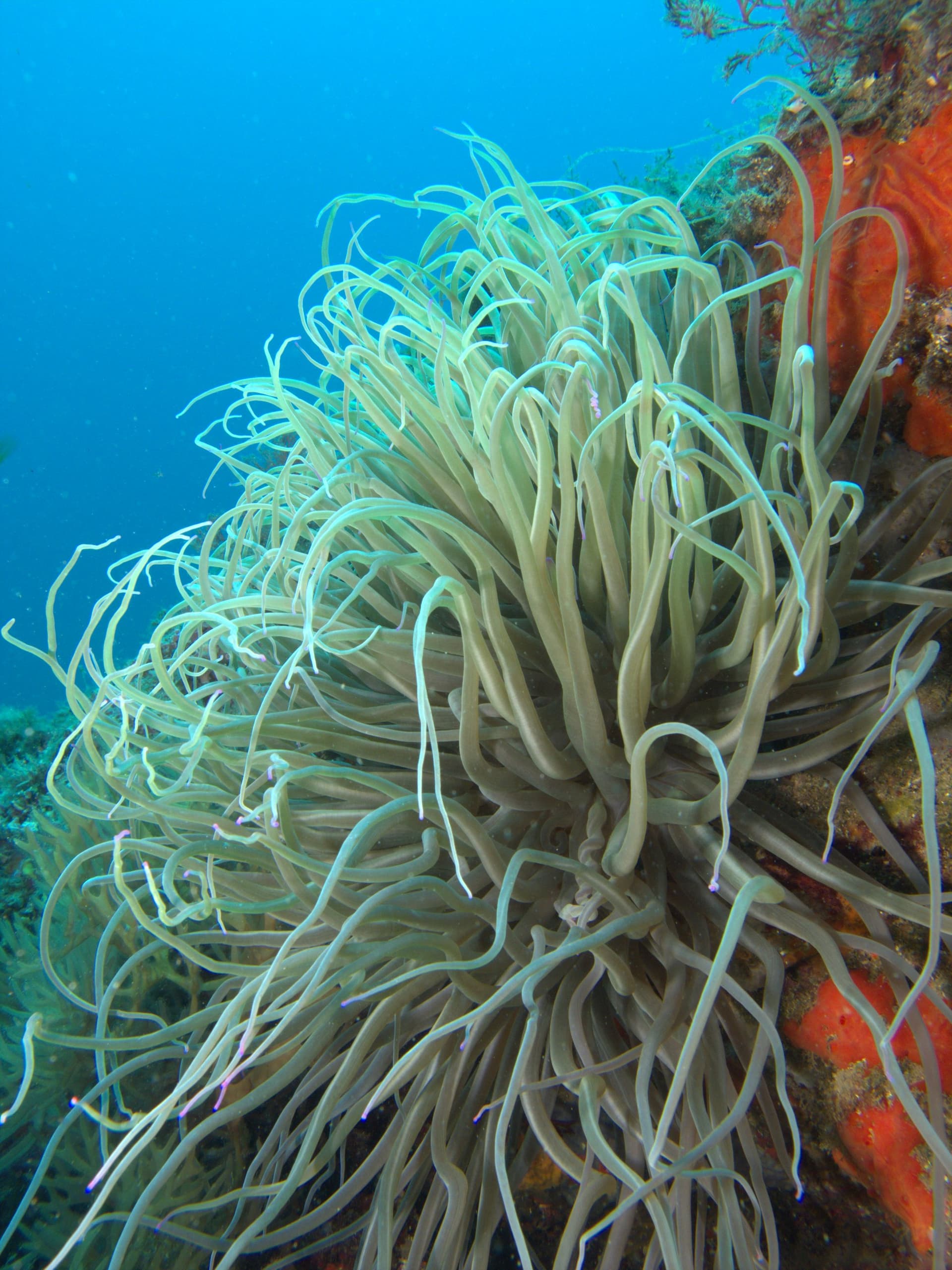 Snakelocks anemone