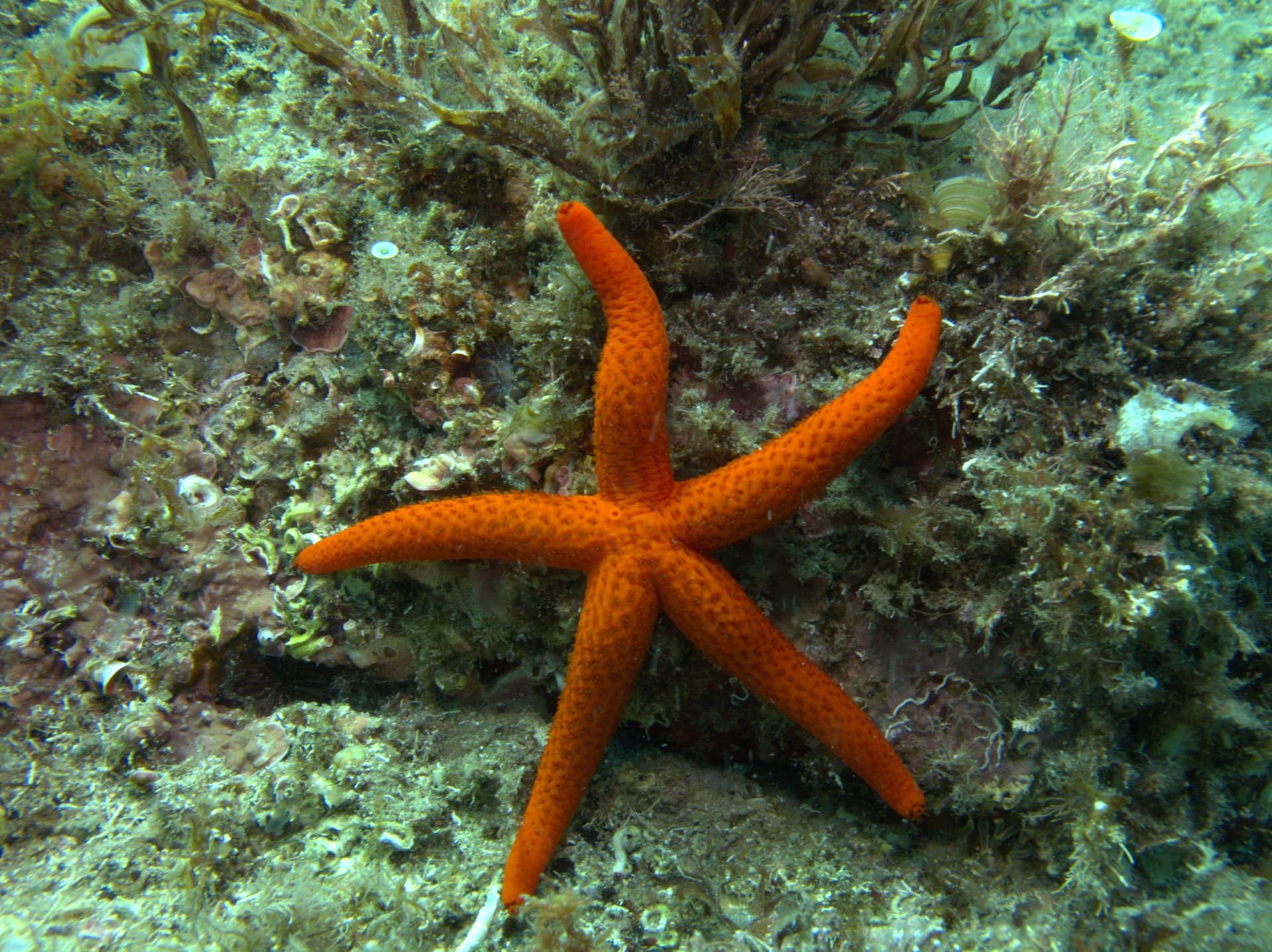 Red starfish