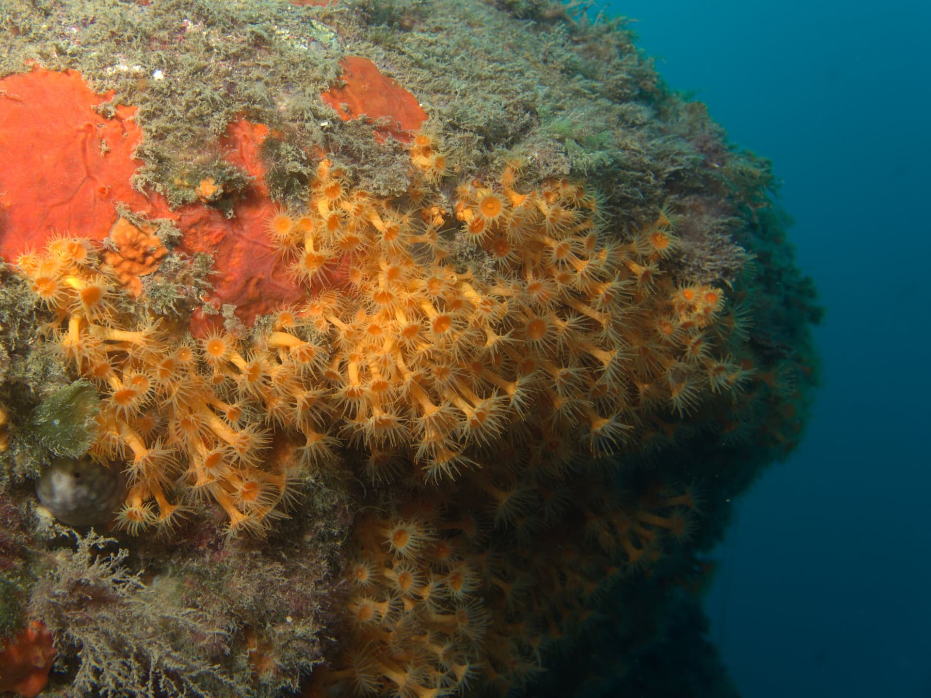 Yellow cluster anemone