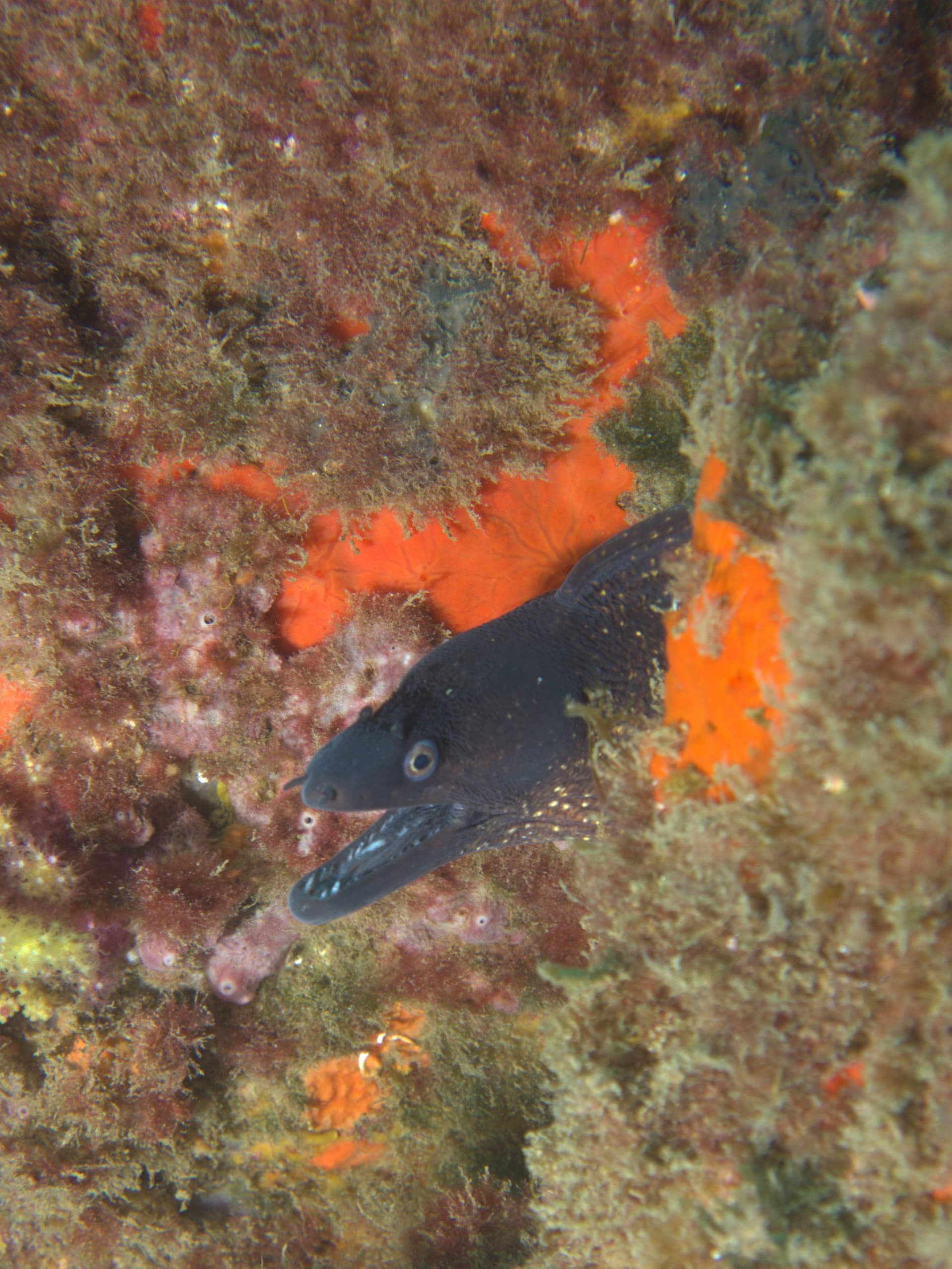 Mediterranean moray eel