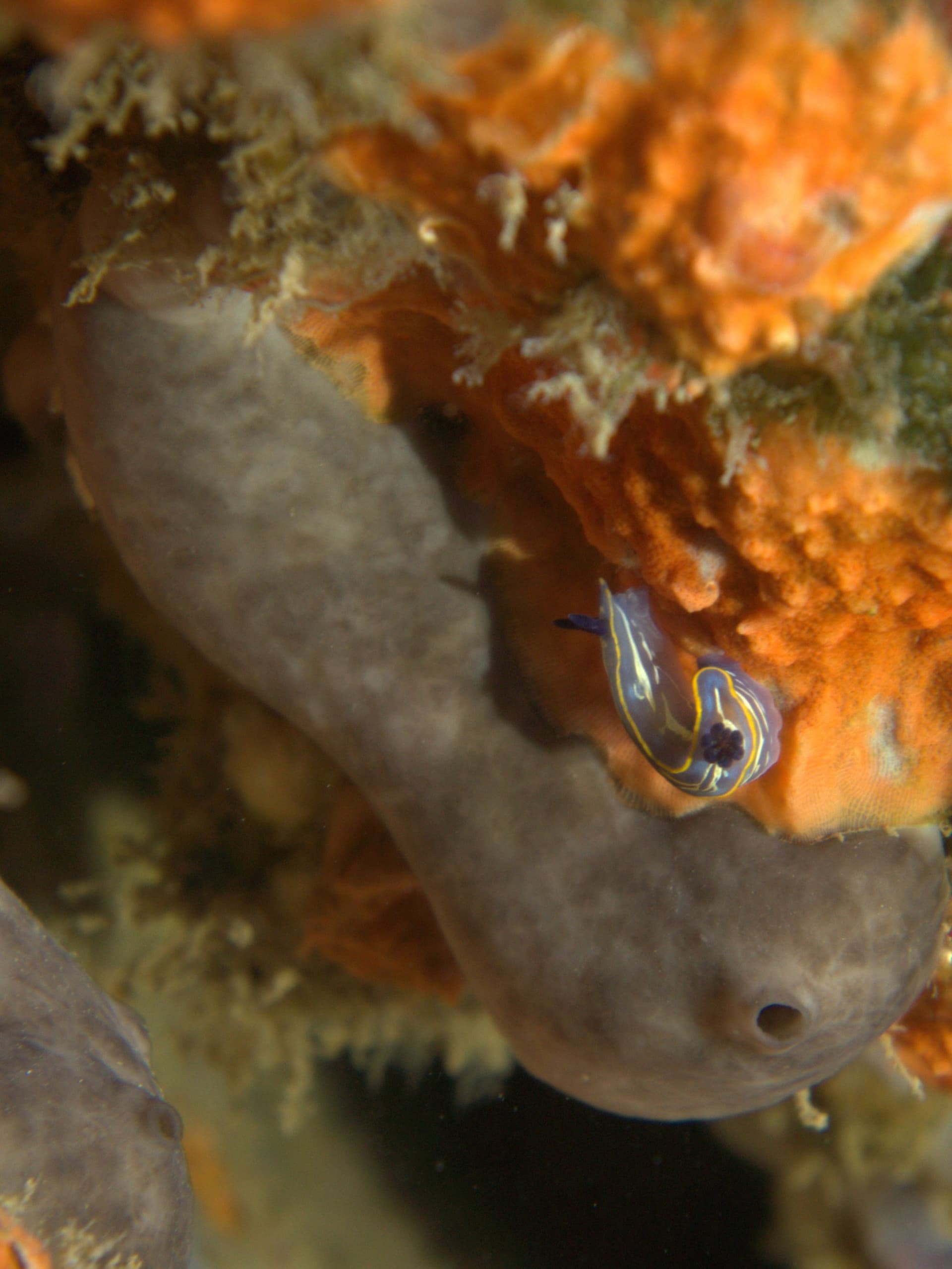 Villafranca sea slug