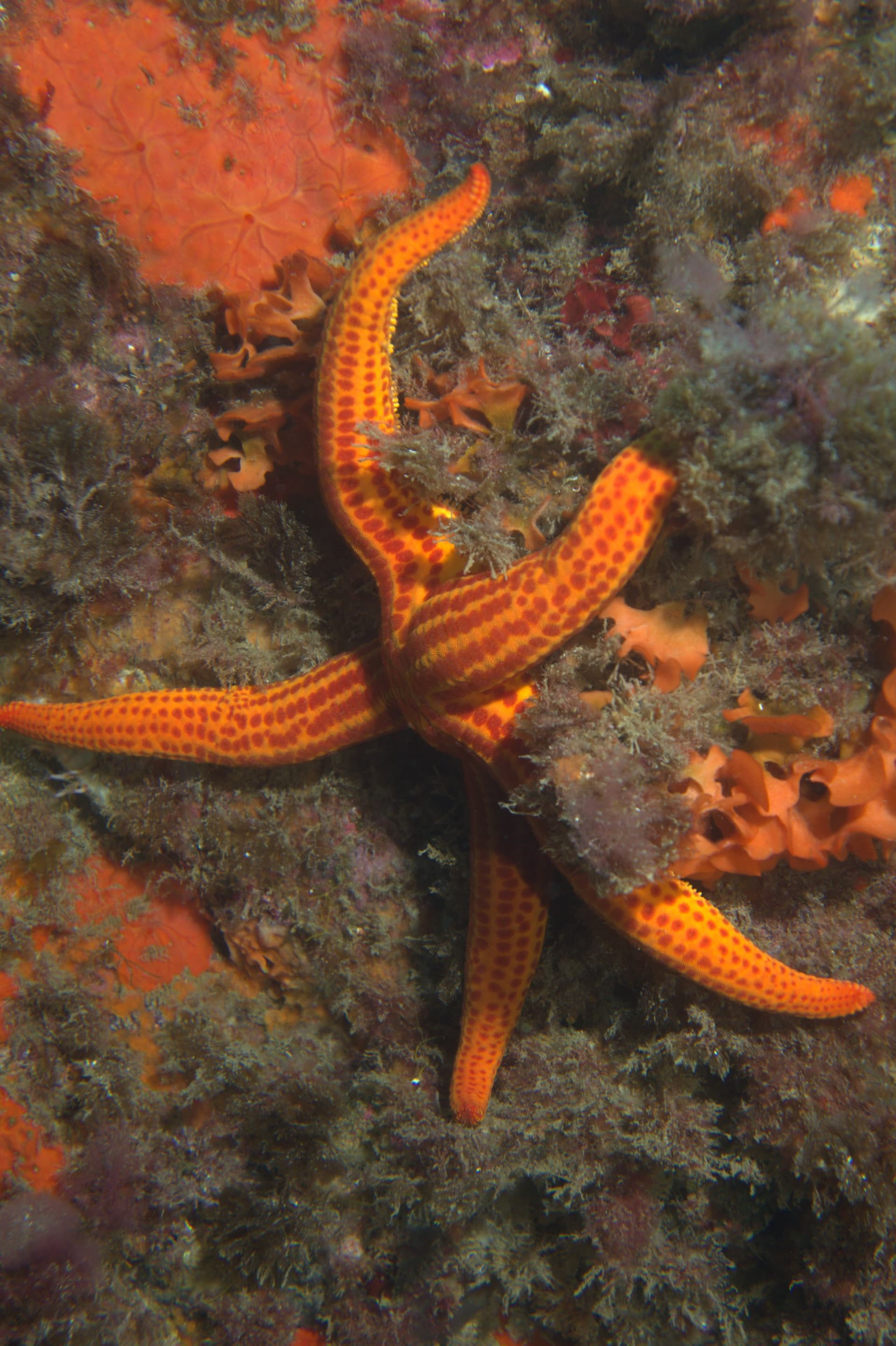 Smooth sea star