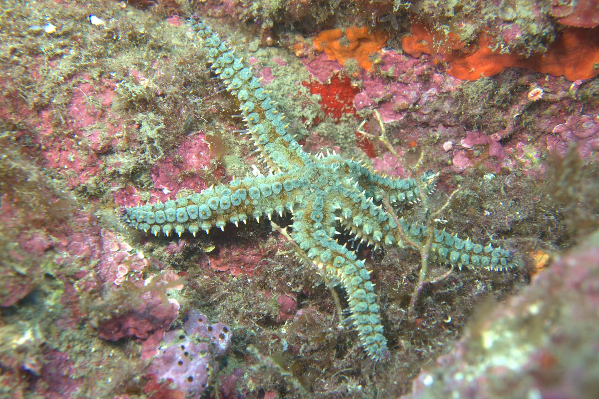 Spiny starfish