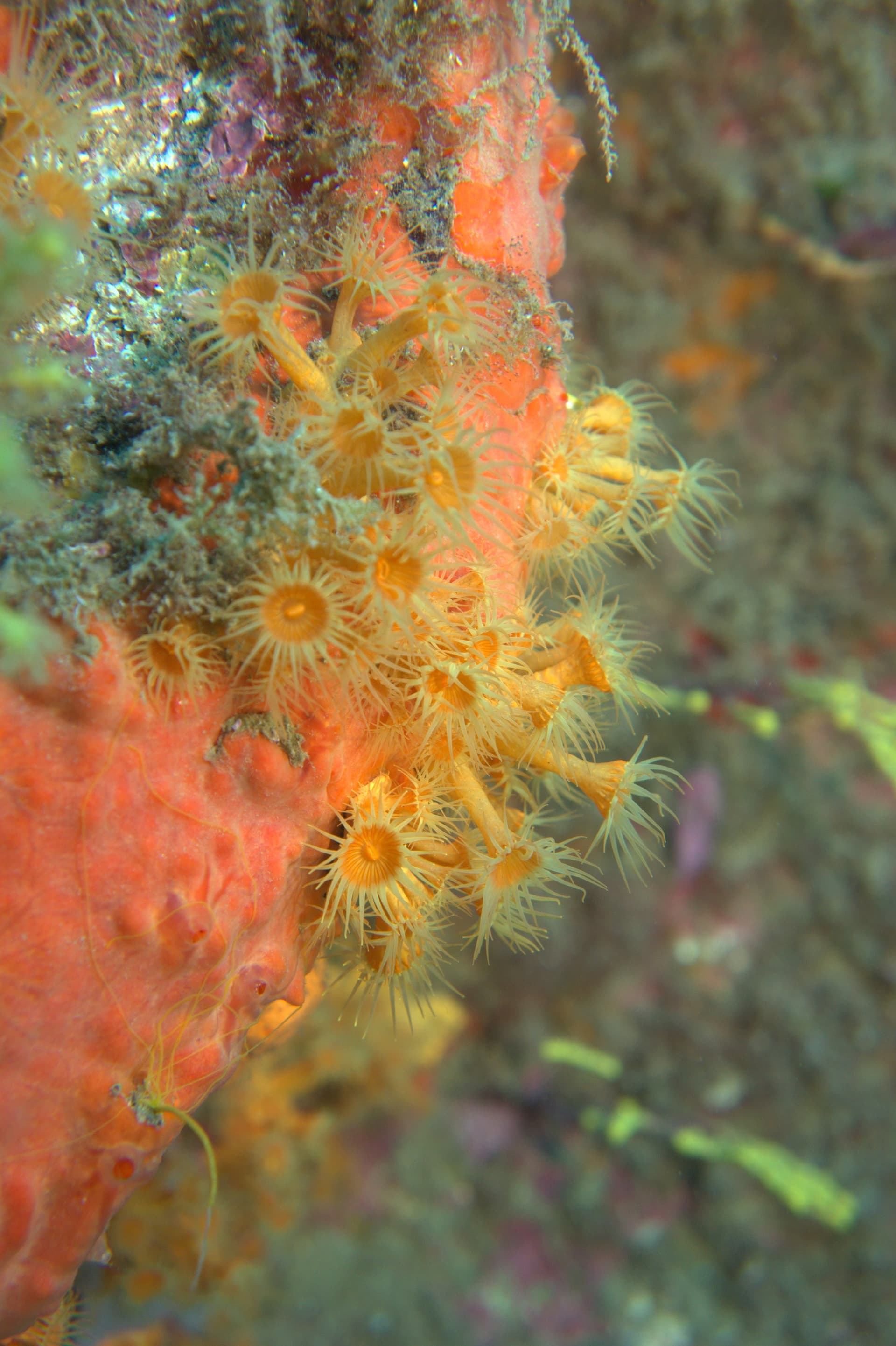 Yellow cluster anemone