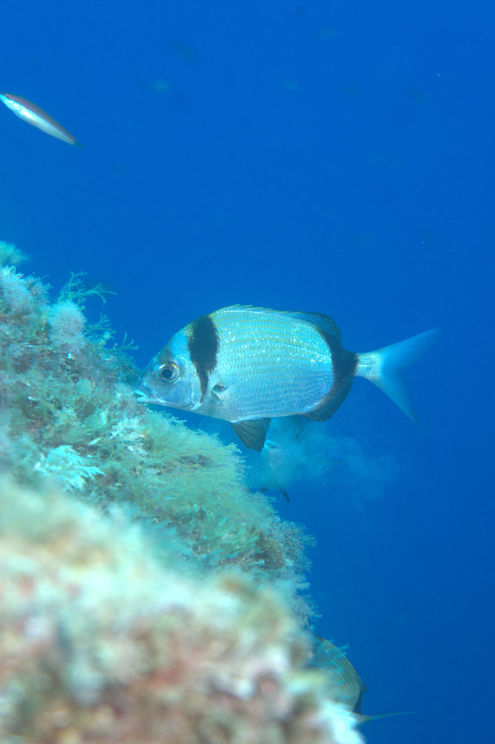 Two-banded bream