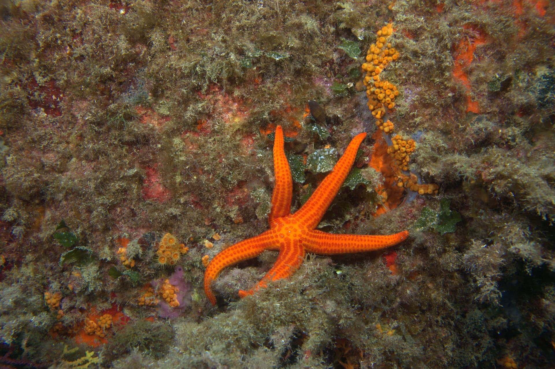 Smooth sea star