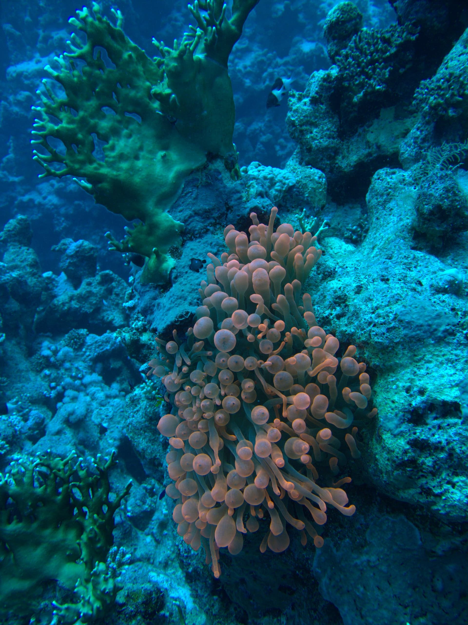 Bubble-tip anemone, Clownfish