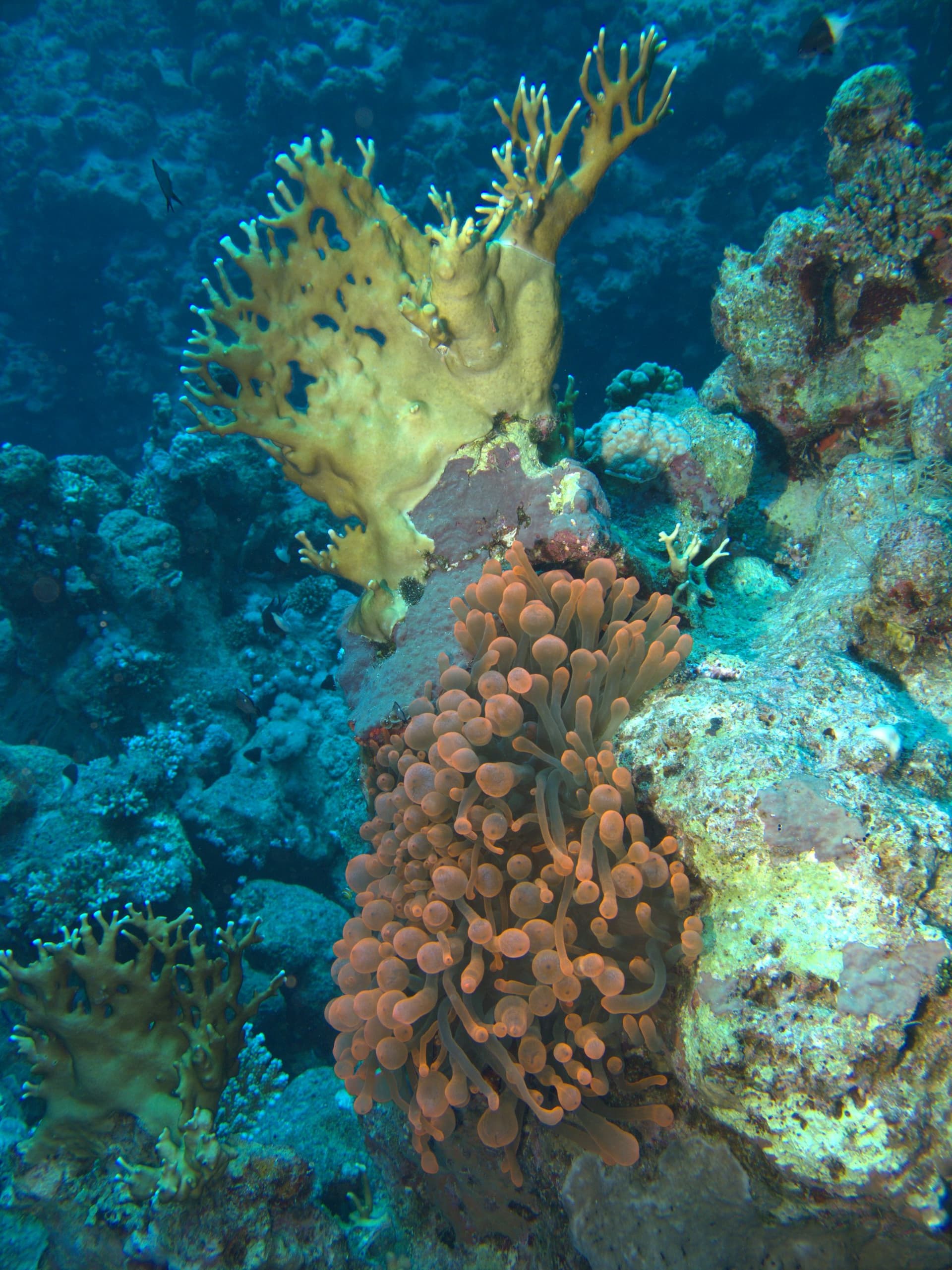 Bubble-tip anemone, Clownfish
