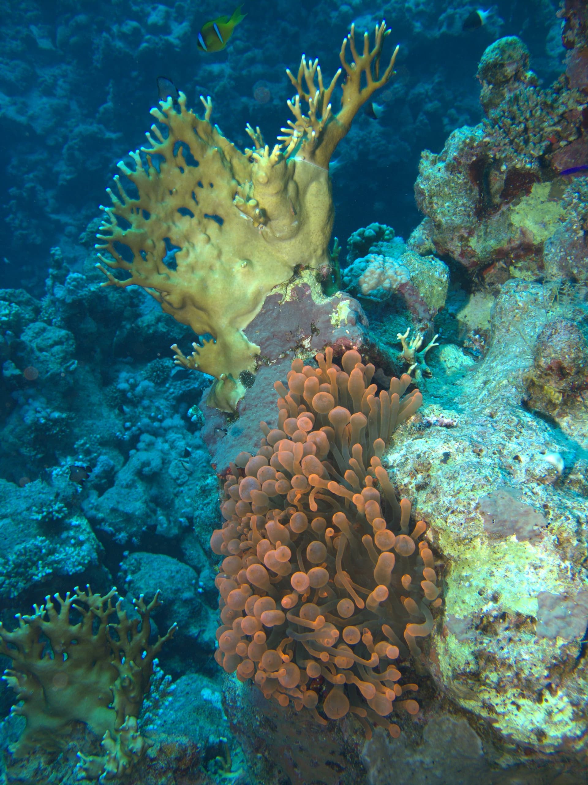 Bubble-tip anemone