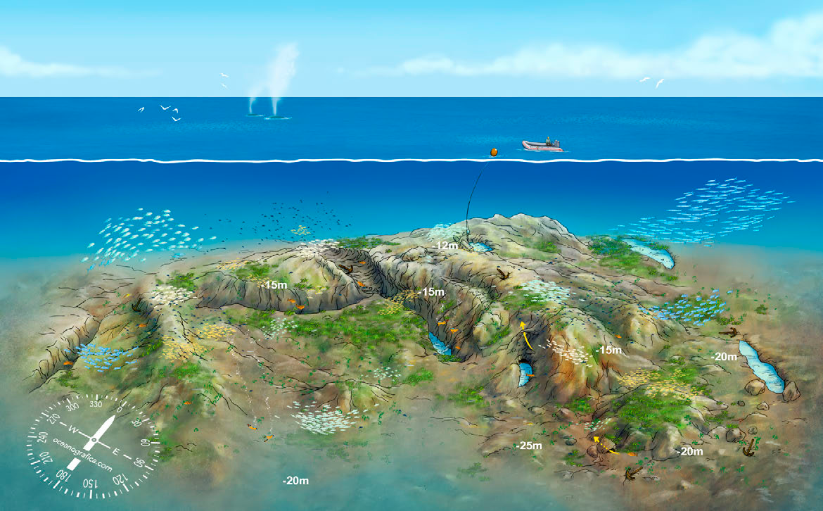 Dive site brief — Bajo de Testa