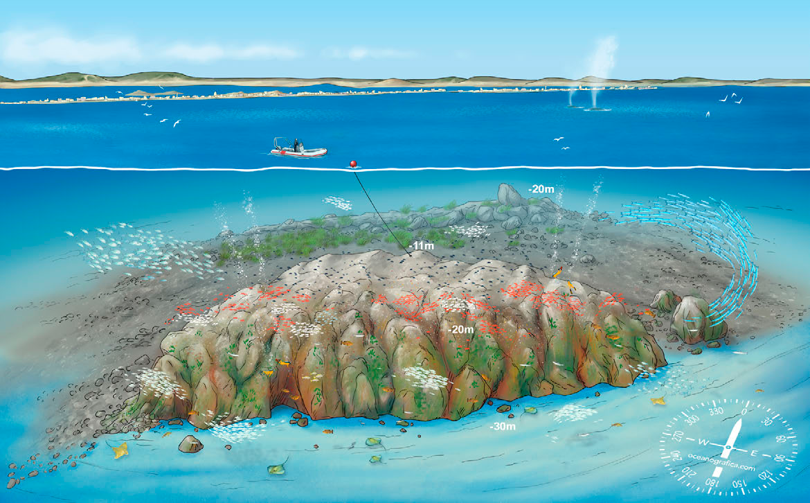 Ficha del punto de buceo — Bajo Piles I