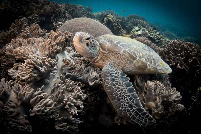 Apo Island