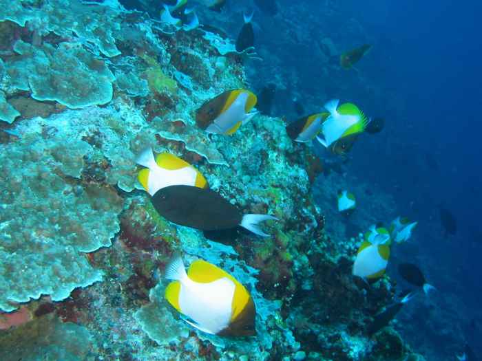 Apo Reef