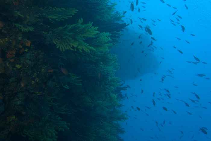 Damselfish