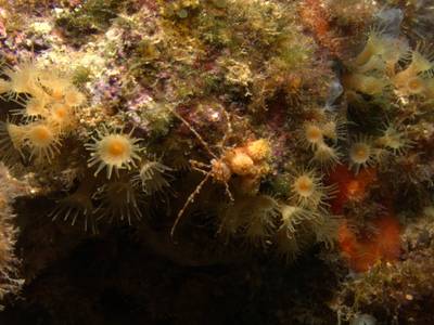 Long-legged spider crab