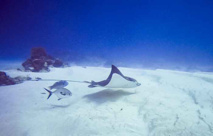 Cozumel