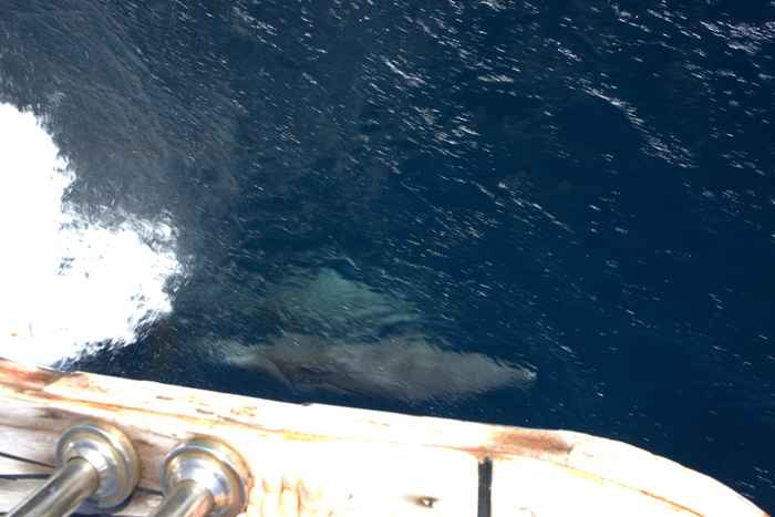 Dolphins