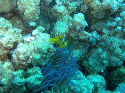 Sea anemone