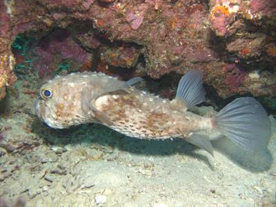 Porcupinefish
