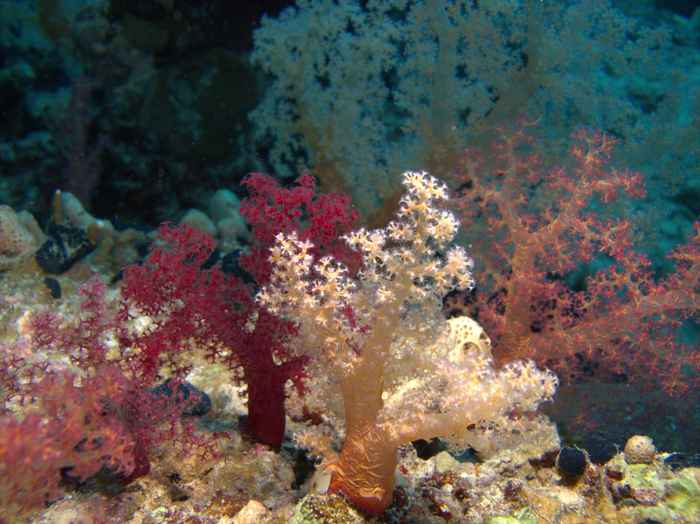 Corals