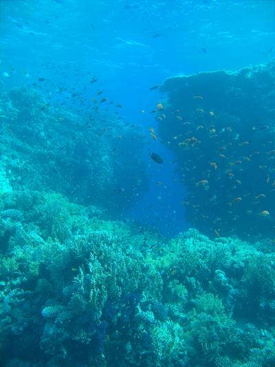 Anthias