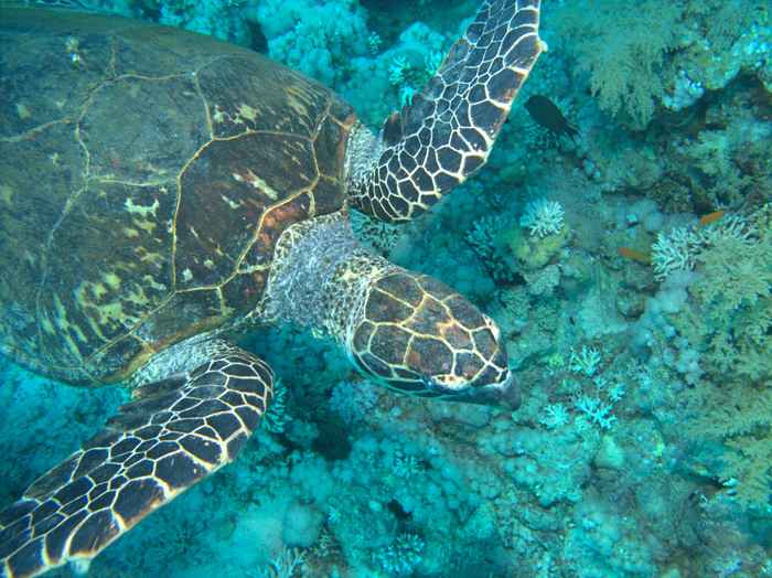 Sea turtles