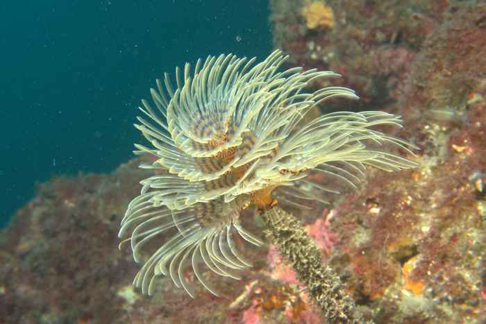 Tubeworms