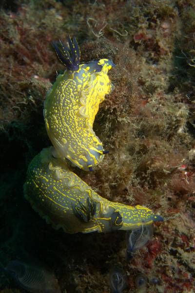 Violet sea slug