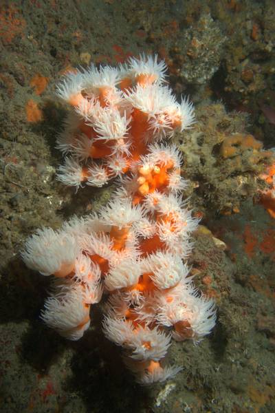 Dendrophyllia