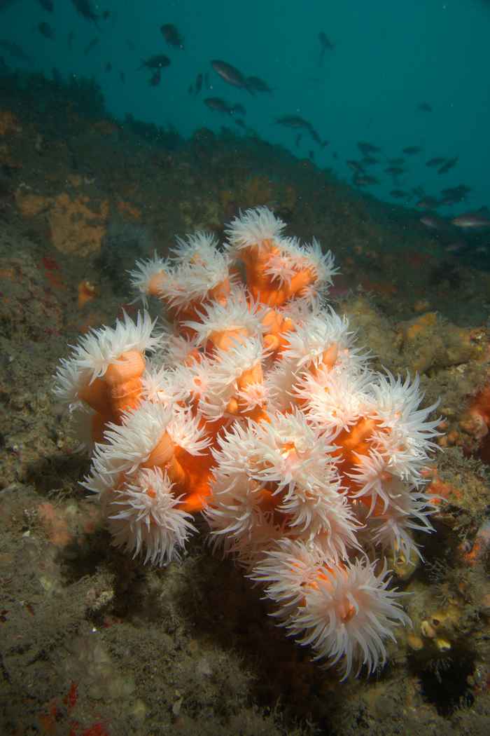 Corals