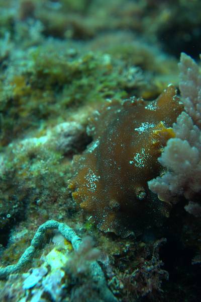Argo dorid
